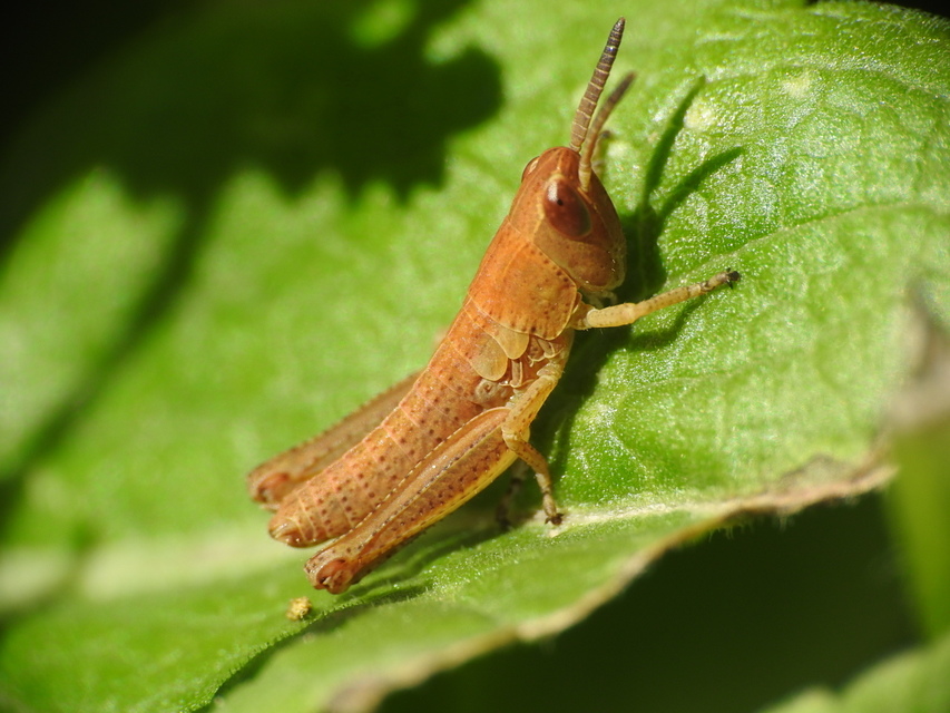 Chorthippus (Chorthippus) (subgenus)
