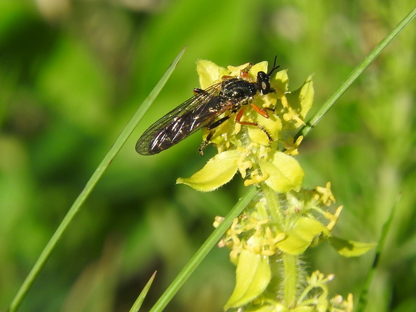 Dioctria rufipes