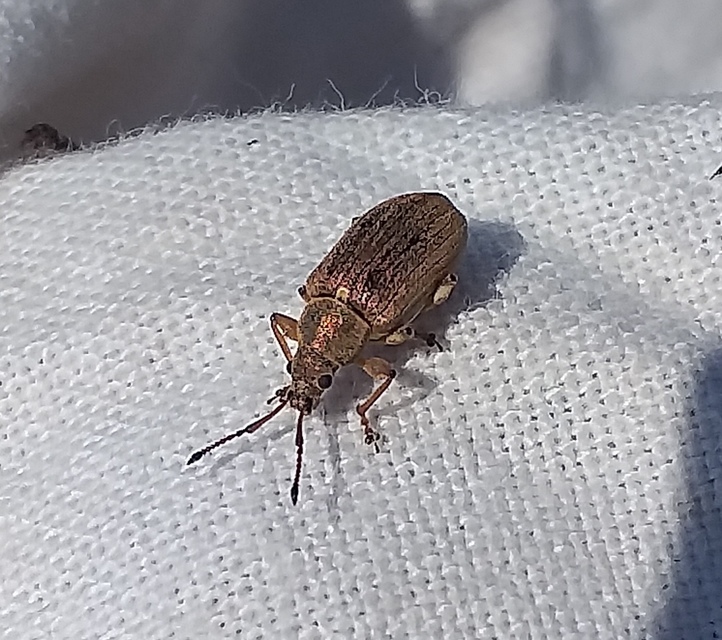 Phyllobius pyri - gyümölcsfa-levélormányos