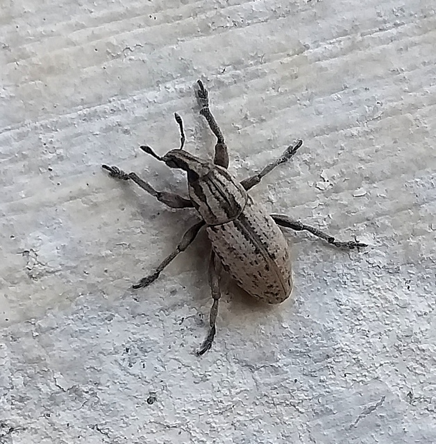 Pseudocleonus cinereus - hamvas barkó