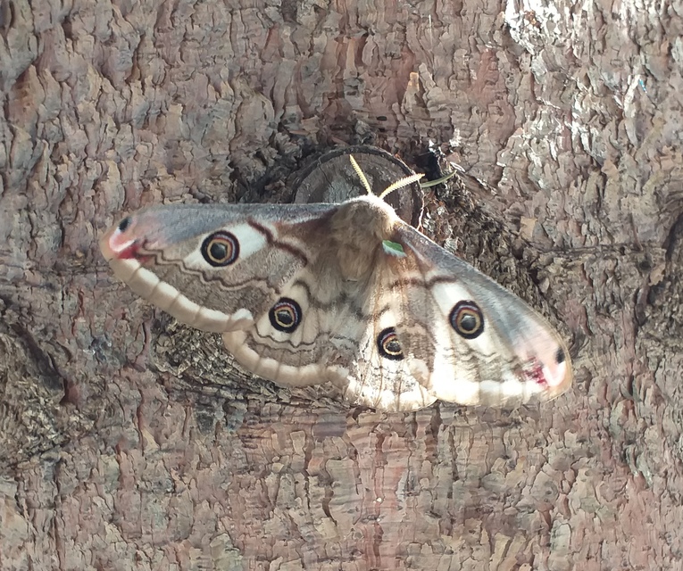 Saturnia pavoniella/pavonia