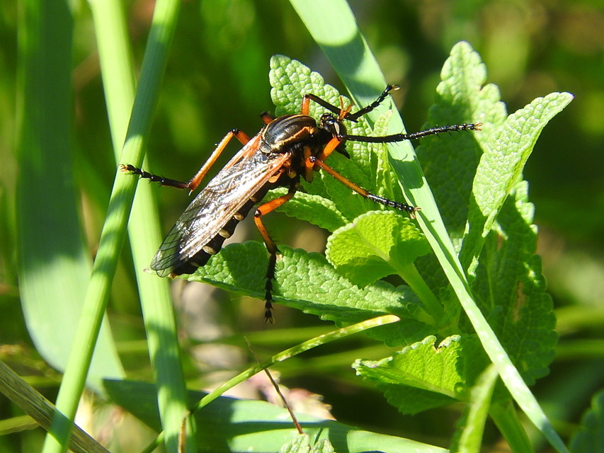 Molobratia teutonus