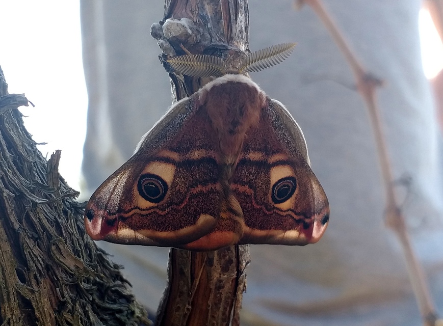 Saturnia pavoniella/pavonia