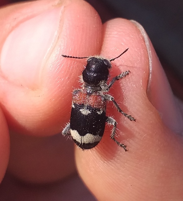 Clerus mutillarius - feketenyakú szúfarkas