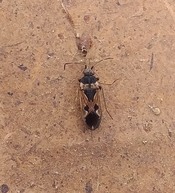 Rhyparochromus vulgaris - közönséges díszesbodobács