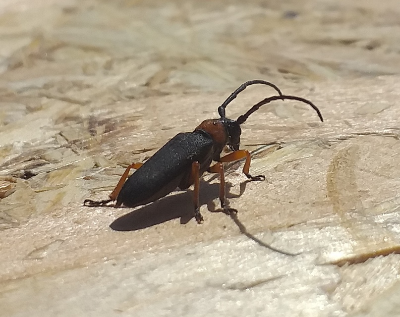Phytoecia affinis - feketefejű cincér