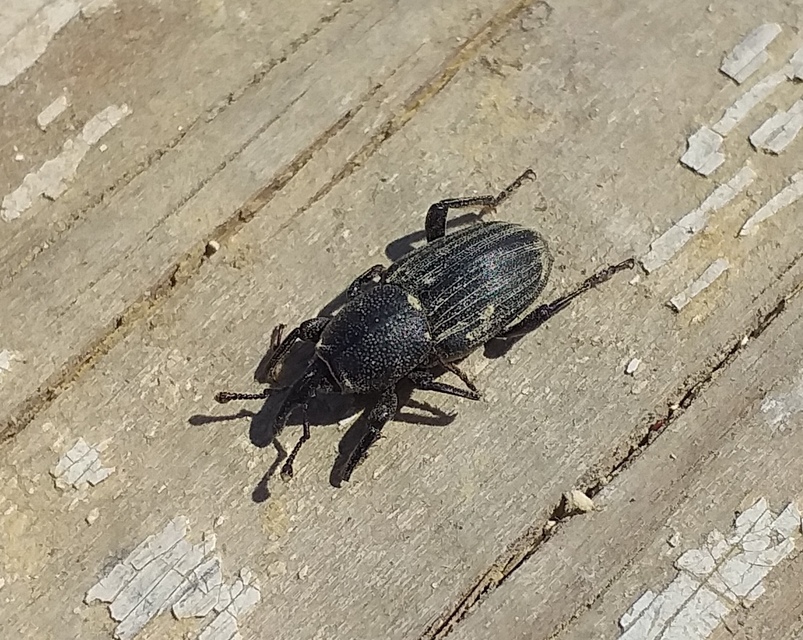 Sphenophorus striatopunctatus - mezei zsuzsok