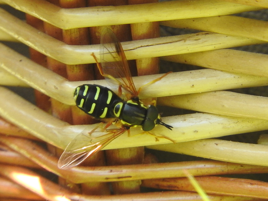 Chrysotoxum