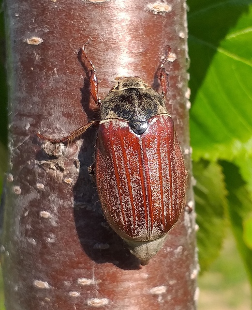 Melolontha melolontha - májusi cserebogár