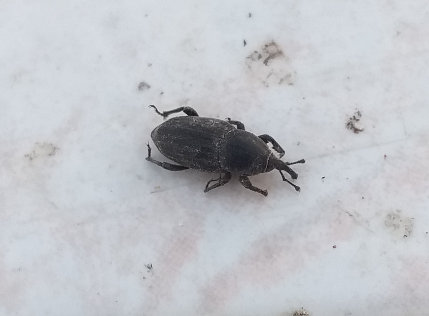 Sphenophorus striatopunctatus - mezei zsuzsok