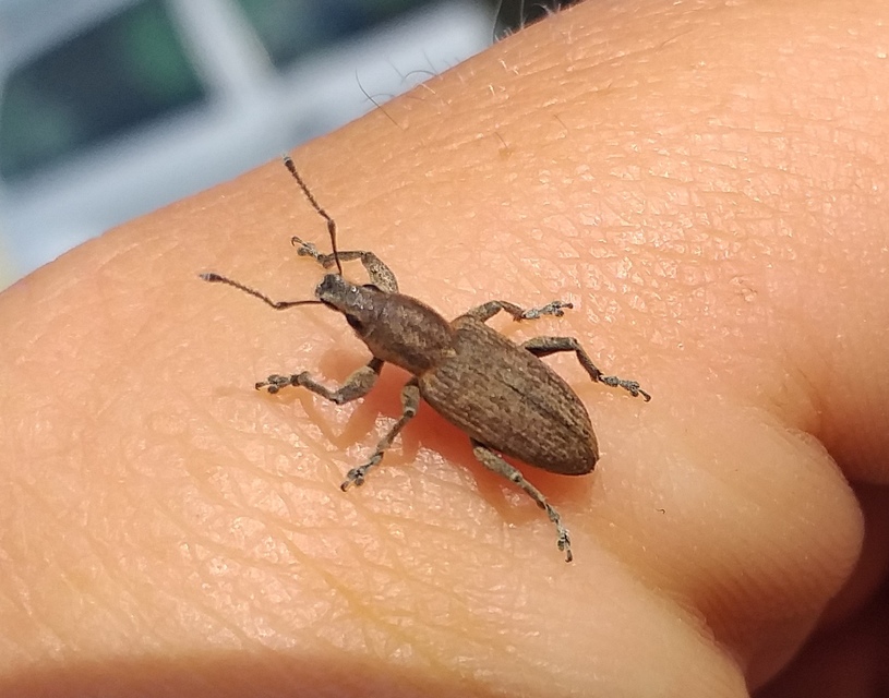 Tanymecus palliatus - közönséges hegyesfarúbarkó
