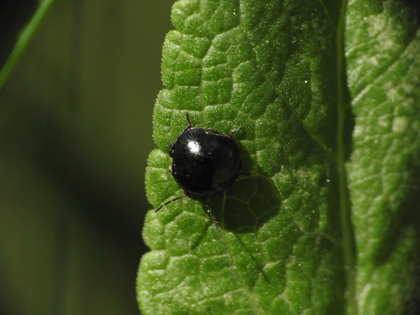 Coptosoma scutellatum - bödepoloska Coptosoma scutellatum - bödepoloska