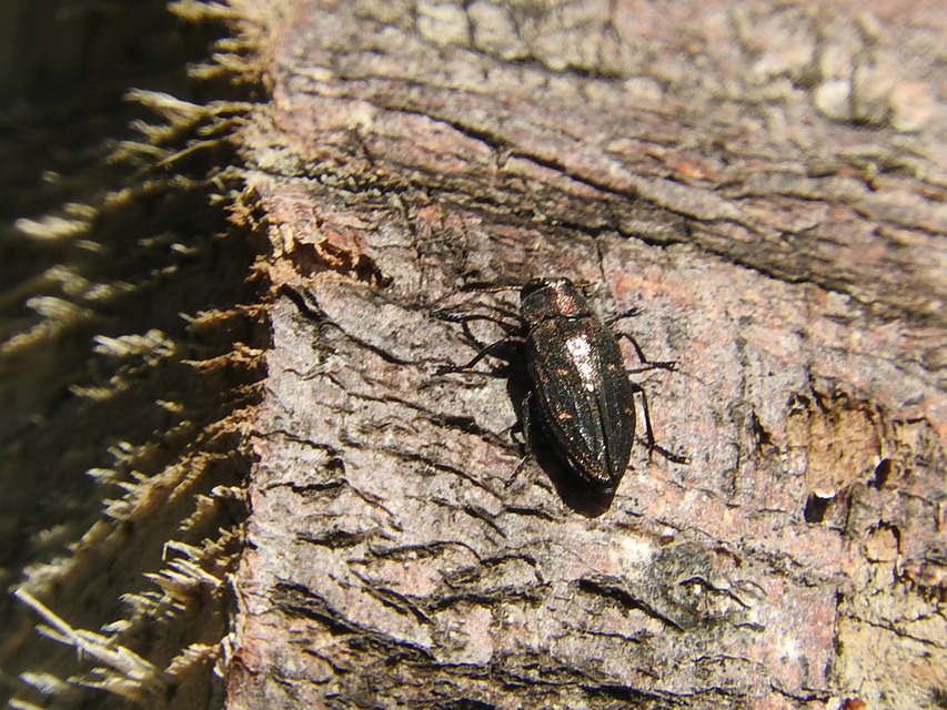 Chrysobothris affinis - aranypettyes díszbogár