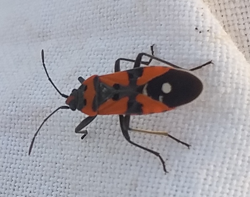 Lygaeus equestris/simulans