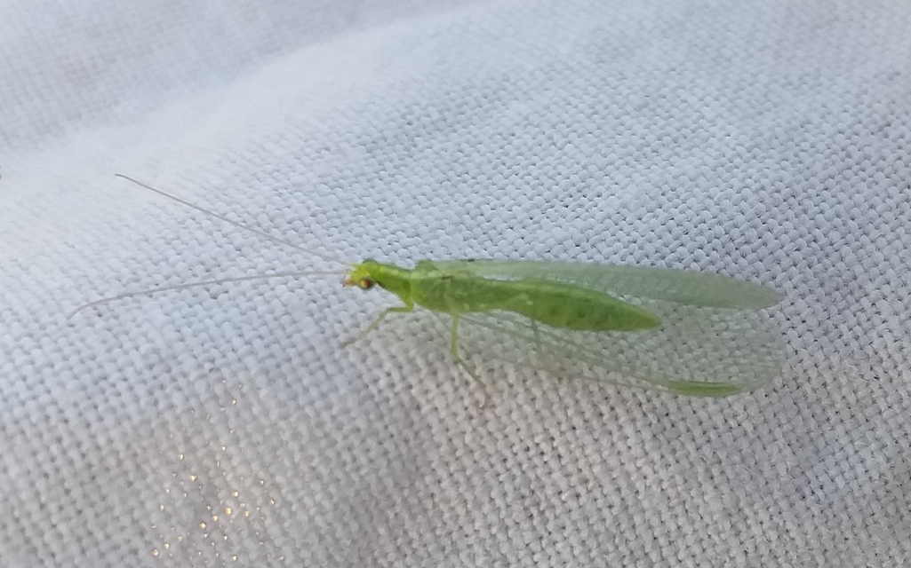 Chrysopidae - zöldfátyolkák