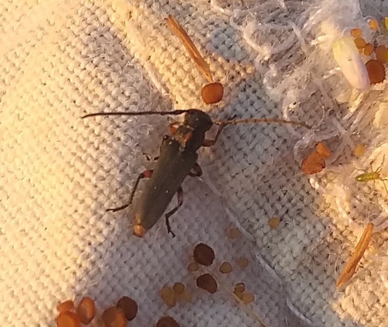 Phytoecia pustulata - parányi fűcincér