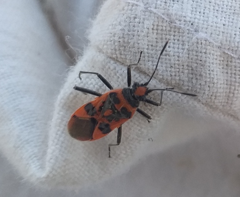 Corizus hyoscyami - piros karimáspoloska