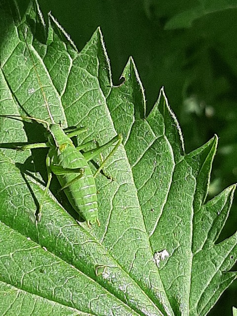 Isophya