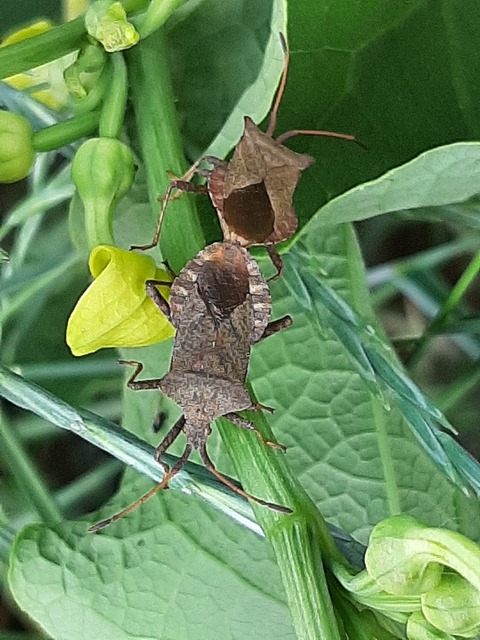 Coreus marginatus - közönséges karimáspoloska