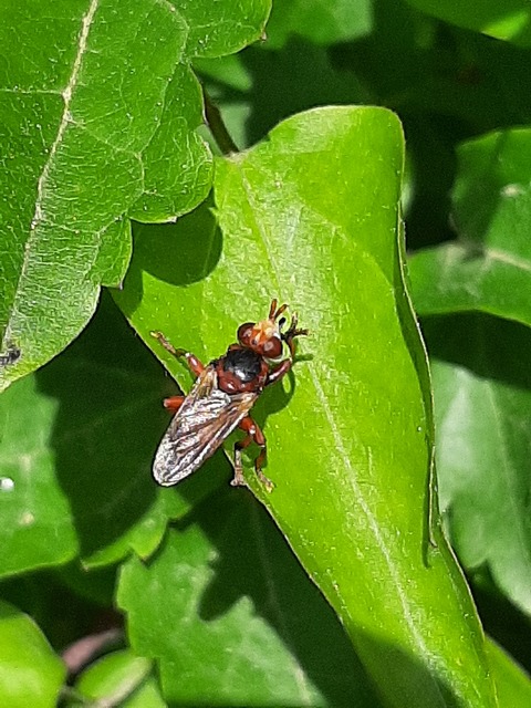 Myopa