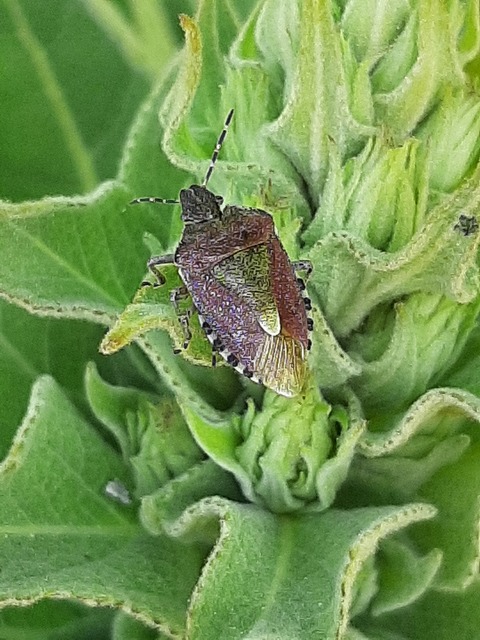 Dolycoris baccarum - közönséges bogyómászó-poloska Dolycoris baccarum - közönséges bogyómászó-poloska