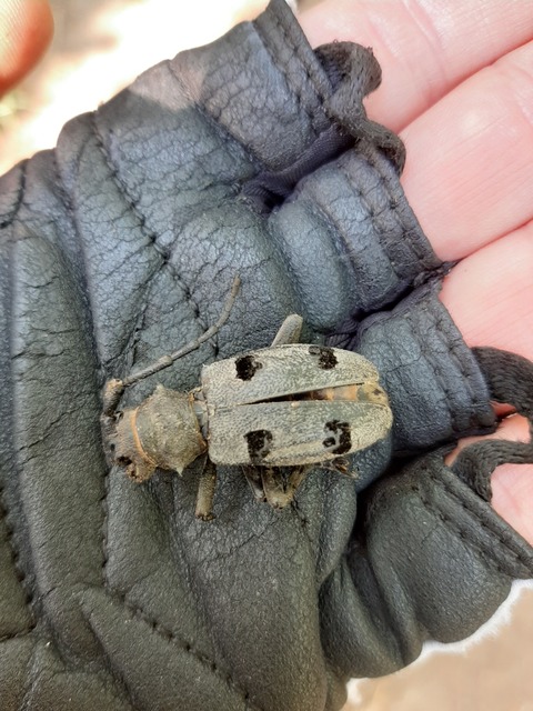Morimus asper funereus - gyászcincér