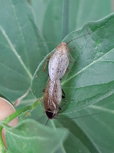 Ectobius erythronotus - sárgatorú erdeicsótány