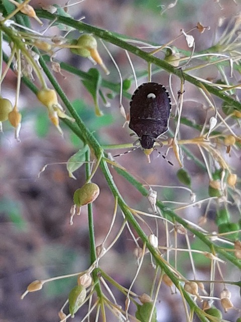 Holcostethus sphacelatus - holdas címerespoloska Holcostethus sphacelatus - holdas címerespoloska