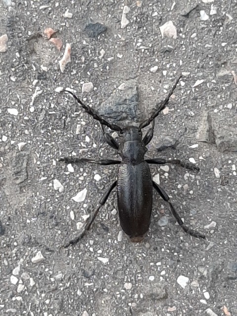 Dorcadion aethiops - fekete gyalogcincér