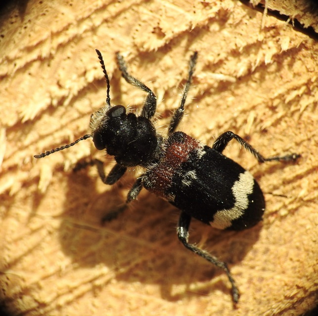 Clerus mutillarius - feketenyakú szúfarkas