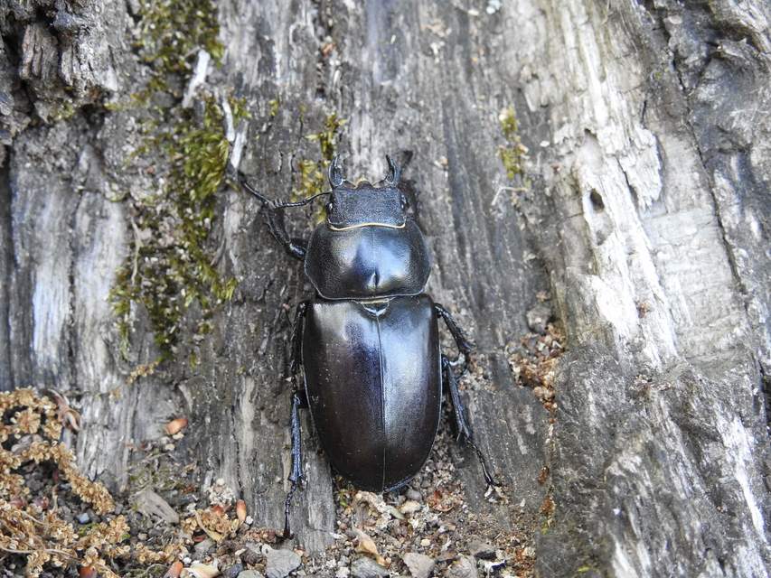 Lucanus cervus - nagy szarvasbogár