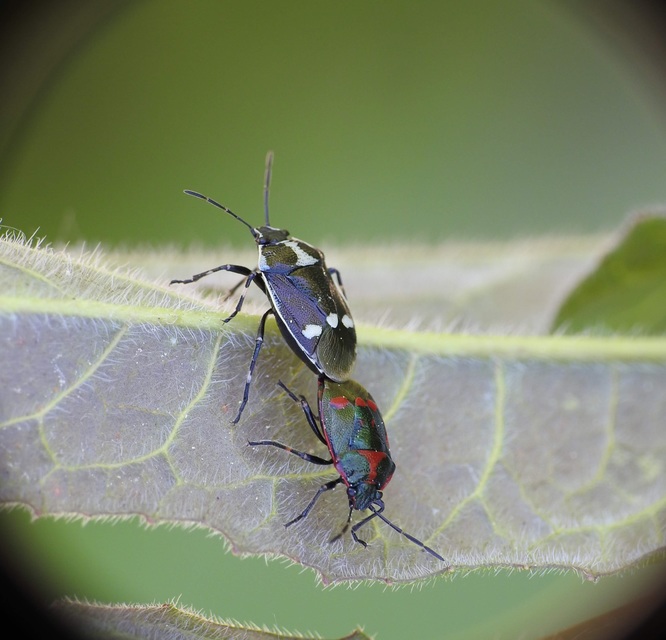 Eurydema oleracea - paréjpoloska Eurydema oleracea - paréjpoloska