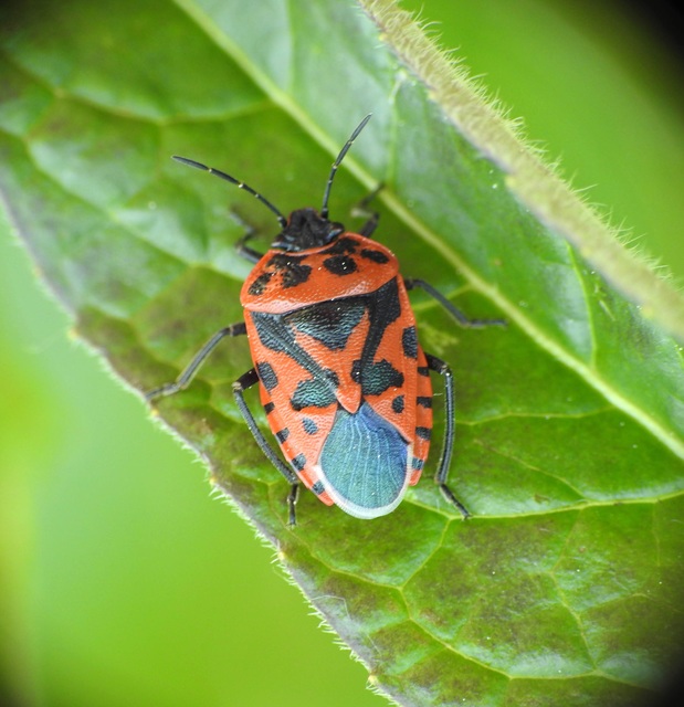 Eurydema ventralis - káposztapoloska