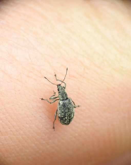 Polydrusus cervinus - aranyporos lombormányos