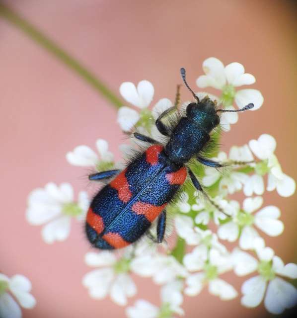 Trichodes favarius - hatfoltos méhészbogár