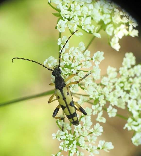 Rutpela maculata - tarkacsápú karcsúcincér