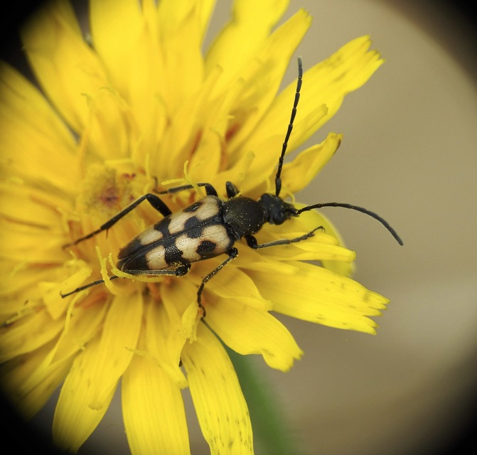 Pachytodes erraticus - rajzos virágcincér