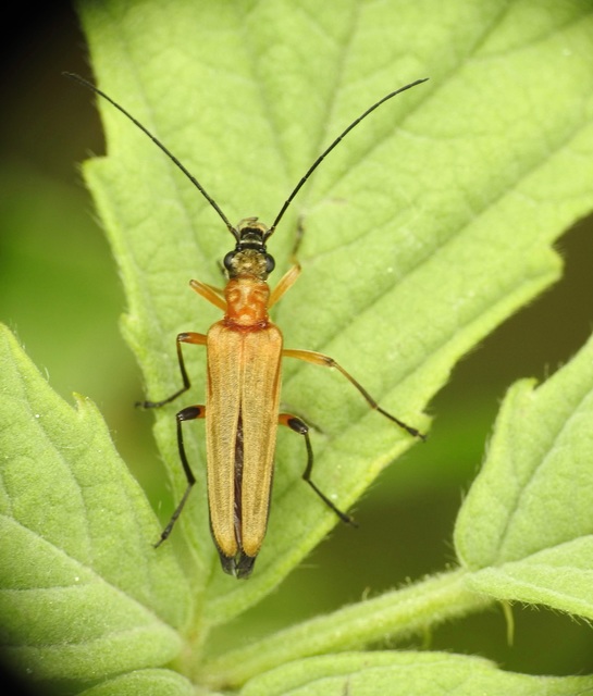 Oedemera podagrariae - székfű-álcincér