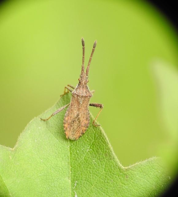 Coriomeris