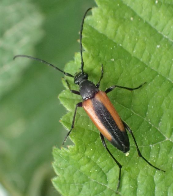Stenurella melanura - feketevégű karcsúcincér