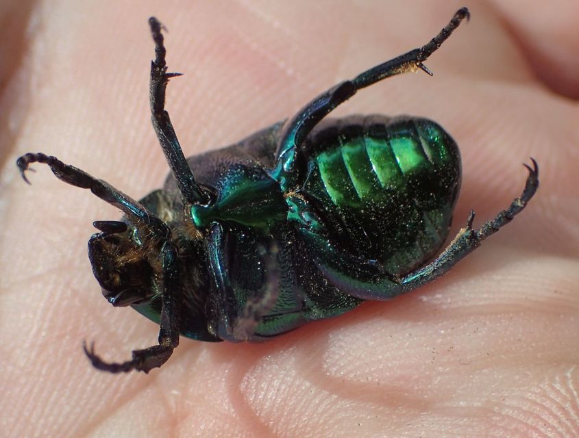 Protaetia affinis - smaragdzöld virágbogár