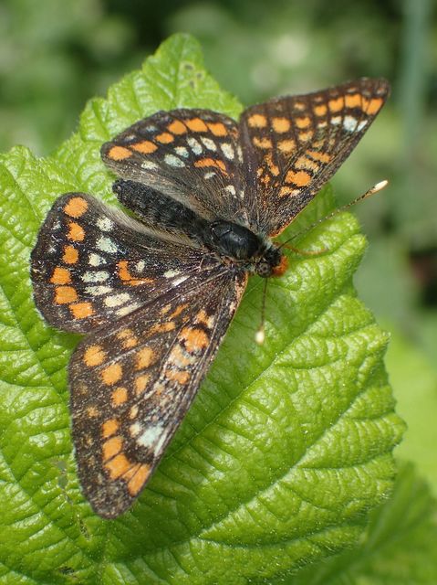 Euphydryas maturna - díszes tarkalepke