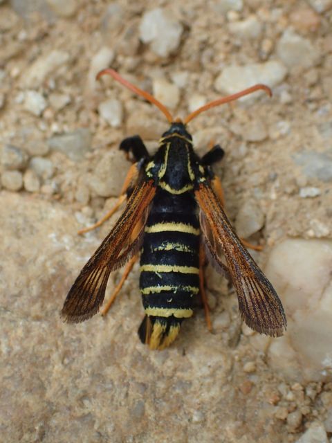 Paranthrene insolita polonica - tölgyfa-bögölyszitkár