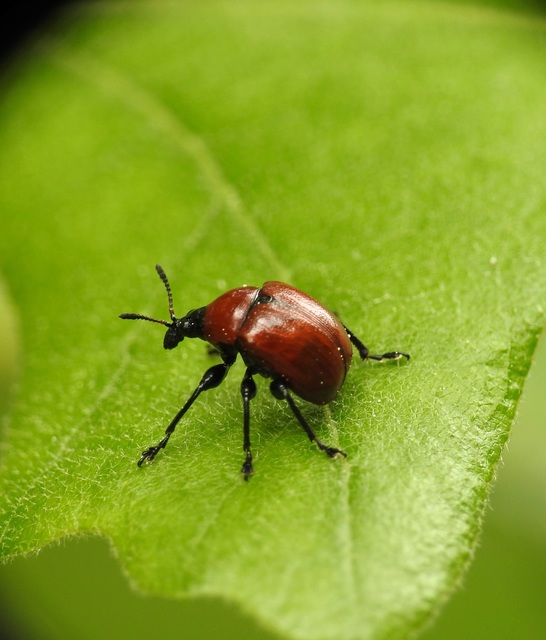 Attelabus nitens - tölgy-levélsodró