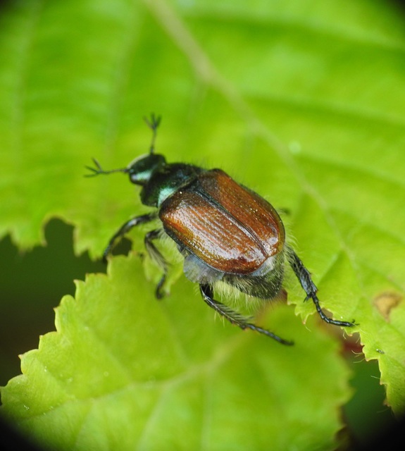 Phyllopertha horticola - kerti szipoly