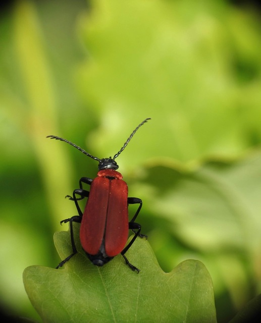 Pyrochroa coccinea - nagy bíborbogár