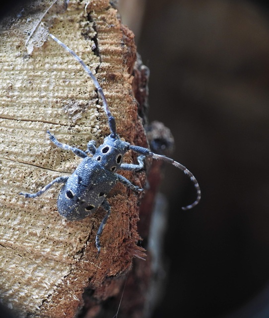 Mesosa curculionoides - szemfoltos cincér