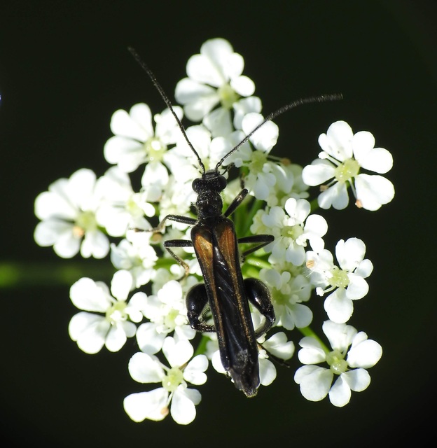 Oedemera femorata - sárgahátú álcincér