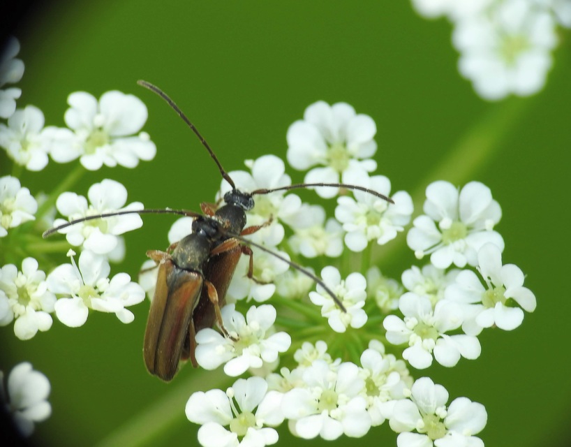 Alosterna tabacicolor - barna juharcincér