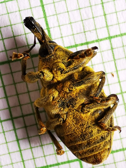Larinus sturnus - aszat-púderbarkó